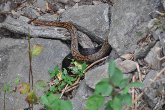 Uma das dezenas de cobras que vimos na caminhada ao The Quill, em Statia - Caribe